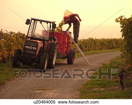 Stock Photography -  Switzerland, Europe, Vaud, Fechy, La Cote, wine harvest, vineyards, man dumping grapes into a large container. Fotosearch