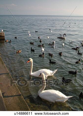 Stock Image -  Switzerland, Europe, Vaud, La Cote, Rolle, Lake Geneva, Lac Leman, Swans, Ducks. Fotosearch
