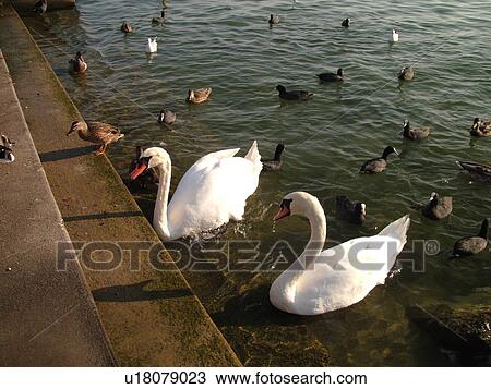 Stock Image -  Switzerland, Europe, Vaud, La Cote, Rolle, Lake Geneva, Lac Leman, Swans, Ducks. Fotosearch