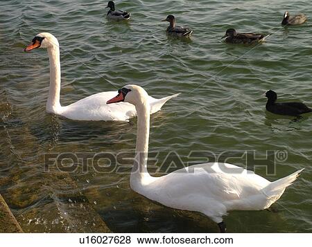 Switzerland, Europe, Vaud, La Cote, Rolle, Lake Geneva, Lac Leman, Swans, Ducks View Large Photo Image Stock Photo - Switzerland, Europe, Vaud, La Cote, Rolle, Lake Geneva, Lac Leman, Swans, Ducks. Fotosearch
