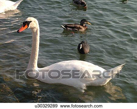 Switzerland, Europe, Vaud, La Cote, Rolle, Lake Geneva, Lac Leman, Swans, Ducks View Large Photo Image Stock Photo - Switzerland, Europe, Vaud, La Cote, Rolle, Lake Geneva, Lac Leman, Swans, Ducks. Fotosearch