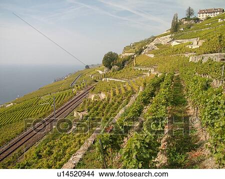 Picture -  Switzerland, Europe, Vaud, Lavaux, Train Des Vignes (Vevey-Chexbres), Lake Geneva, Lac Leman, vineyards, railroad tracks. Fotosearch