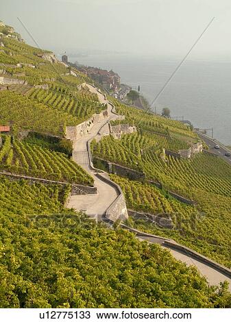 Switzerland, Europe, Vaud, Lavaux, St. Saphorin, Lake Geneva, Lac Leman, vineyards, steep hillsides View Large Photo Image Stock Image - Switzerland, Europe, Vaud, Lavaux, St. Saphorin, Lake Geneva, Lac Leman, vineyards, steep hillsides. Fotosearch