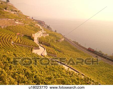 Stock Image -  Switzerland, Europe, Vaud, Lavaux, St. Saphorin, Lake Geneva, Lac Leman, vineyards, steep hillsides. Fotosearch