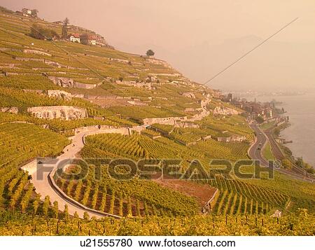 Stock Image -  Switzerland, Europe, Vaud, Lavaux, St. Saphorin, Lake Geneva, Lac Leman, vineyards, steep hillsides. Fotosearch