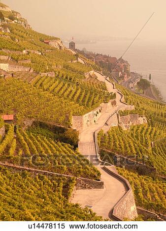 Stock Photography -  Switzerland, Europe, Vaud, Lavaux, St. Saphorin, Lake Geneva, Lac Leman, vineyards, steep hillsides. Fotosearch