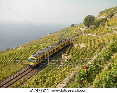 Stock Image -  Switzerland, Europe, Vaud, Lavaux, Train Des Vignes (Vevey-Chexbres), Lake Geneva, Lac Leman, vineyards, railroad, yellow train. Fotosearch