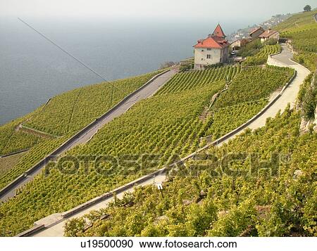 Stock Image -  Switzerland, Europe, Vaud, Lavaux, Lake Geneva, Lac Leman, vineyards, steep hillsides. Fotosearch