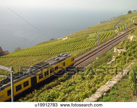 Switzerland, Europe, Vaud, Lavaux, Train Des Vignes (Vevey-Chexbres), Lake Geneva, Lac Leman, vineyards, railroad, yellow train View Large Photo Image Stock Image - Switzerland, Europe, Vaud, Lavaux, Train Des Vignes (Vevey-Chexbres), Lake Geneva, Lac Leman, vineyards, railroad, yellow train. Fotosearch