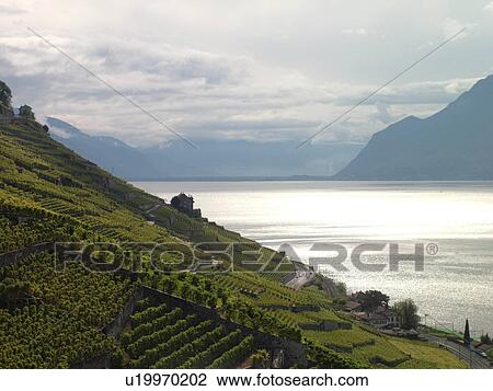 Switzerland, Europe, Vaud, Lavaux, Dezalay, Lake Geneva, Lac Leman View Large Photo Image Stock Image - Switzerland, Europe, Vaud, Lavaux, Dezalay, Lake Geneva, Lac Leman. Fotosearch