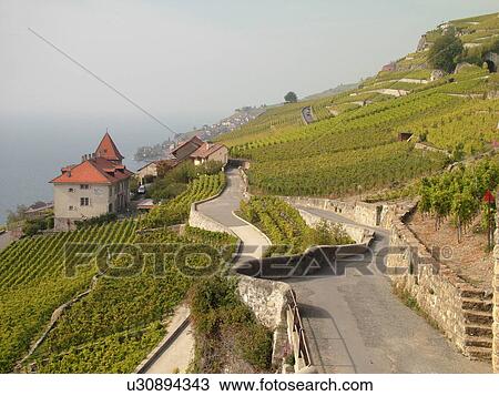 Switzerland, Europe, Vaud, Lavaux, Lake Geneva, Lac Leman, vineyards, steep hillsides View Large Photo Image Stock Image - Switzerland, Europe, Vaud, Lavaux, Lake Geneva, Lac Leman, vineyards, steep hillsides. Fotosearch