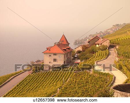 Stock Photo -  Switzerland, Europe, Vaud, Lavaux, Lake Geneva, Lac Leman, vineyards, steep hillsides. Fotosearch