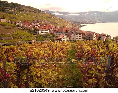 Switzerland, Europe, Vaud, Lavaux, Rivaz, Lake Geneva, Lac Leman View Large Photo Image Stock Photo - Switzerland, Europe, Vaud, Lavaux, Rivaz, Lake Geneva, Lac Leman. Fotosearch