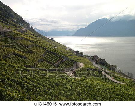 Switzerland, Europe, Vaud, Lavaux, Dezalay, Lake Geneva, Lac Leman View Large Photo Image Stock Photography - Switzerland, Europe, Vaud, Lavaux, Dezalay, Lake Geneva, Lac Leman. Fotosearch