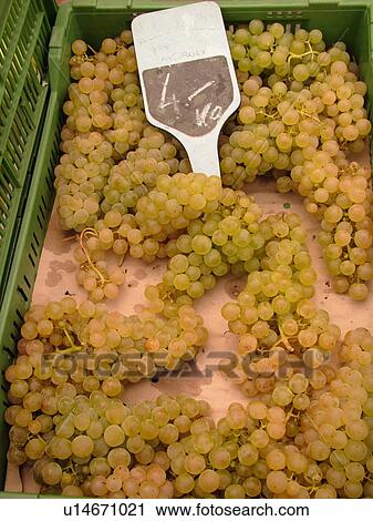 Switzerland, Europe, Vaud, Morges, La Cote, downtown, City Market, grapes, close-up View Large Photo Image Stock Image - Switzerland, Europe, Vaud, Morges, La Cote, downtown, City Market, grapes, close-up. Fotosearch