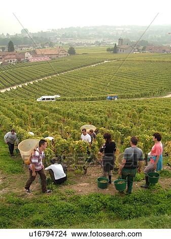 Picture -  Switzerland, Europe, Vaud, Mont-Sur-Rolle, La Cote, wine harvest, vineyards. Fotosearch