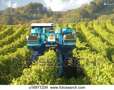 Switzerland, Europe, Vaud, Mont-Sur-Rolle, La Cote, wine harvest, vineyards, grape collection machine View Large Photo Image Picture - Switzerland, Europe, Vaud, Mont-Sur-Rolle, La Cote, wine harvest, vineyards, grape collection machine. Fotosearch