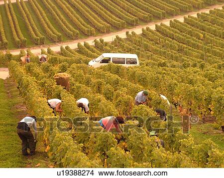Picture -  Switzerland, Europe, Vaud, Mont-Sur-Rolle, La Cote, wine harvest, vineyards. Fotosearch