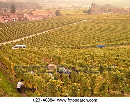 Switzerland, Europe, Vaud, Mont-Sur-Rolle, La Cote, wine harvest, vineyards View Large Photo Image Picture - Switzerland, Europe, Vaud, Mont-Sur-Rolle, La Cote, wine harvest, vineyards. Fotosearch