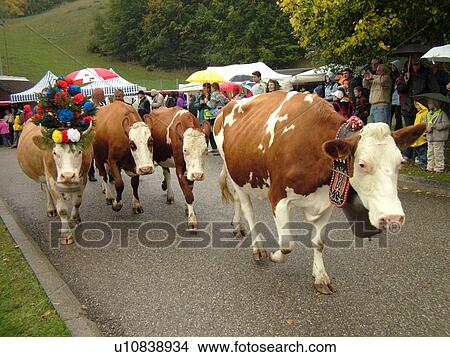 Picture -  Switzerland, Europe, Vaud, St. Cergues, La Desalpe, festival, cows with floral headdresses. Fotosearch