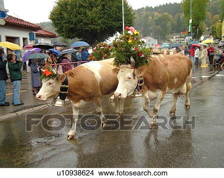 Switzerland, Europe, Vaud, St. Cergues, La Desalpe, festival, cows with floral headdresses View Large Photo Image Picture - Switzerland, Europe, Vaud, St. Cergues, La Desalpe, festival, cows with floral headdresses. Fotosearch