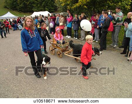 Stock Image -  Switzerland, Europe, Vaud, St. Cergues, La Desalpe, festival, Bernese Sheepdogs. Fotosearch