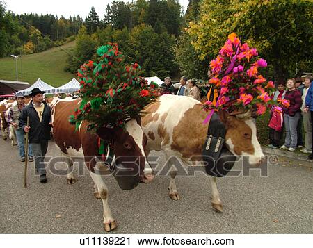 Stock Image -  Switzerland, Europe, Vaud, St. Cergues, La Desalpe, festival, cows with floral headdresses, farmers. Fotosearch