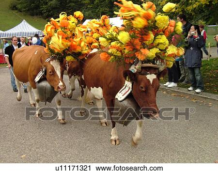 Stock Image -  Switzerland, Europe, Vaud, St. Cergues, La Desalpe, festival, cows with floral headdresses. Fotosearch