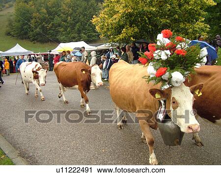 Switzerland, Europe, Vaud, St. Cergues, La Desalpe, festival, cows with floral headdresses View Large Photo Image Stock Image - Switzerland, Europe, Vaud, St. Cergues, La Desalpe, festival, cows with floral headdresses. Fotosearch