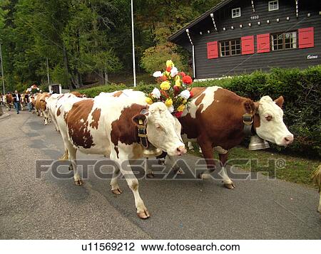 Switzerland, Europe, Vaud, St. Cergues, La Desalpe, festival, cows with floral headdresses View Large Photo Image Stock Image - Switzerland, Europe, Vaud, St. Cergues, La Desalpe, festival, cows with floral headdresses. Fotosearch