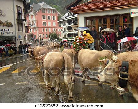 Switzerland, Europe, Vaud, St. Cergues, La Desalpe, festival, cows parading through town View Large Photo Image Stock Image - Switzerland, Europe, Vaud, St. Cergues, La Desalpe, festival, cows parading through town. Fotosearch