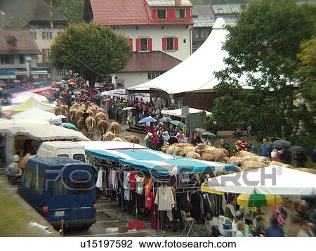 Switzerland, Europe, Vaud, St. Cergues, La Desalpe, festival, cows parading through town View Large Photo Image Stock Image - Switzerland, Europe, Vaud, St. Cergues, La Desalpe, festival, cows parading through town. Fotosearch