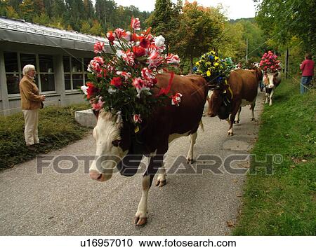 Stock Image -  Switzerland, Europe, Vaud, St. Cergues, La Desalpe, festival, cows with floral headdresses. Fotosearch