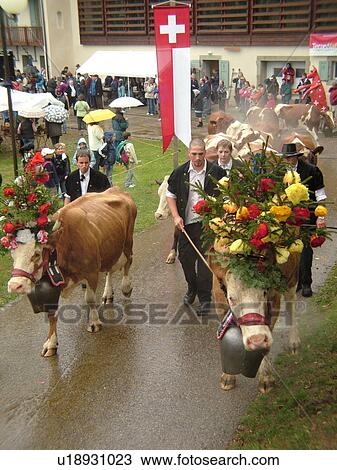 Stock Image -  Switzerland, Europe, Vaud, St. Cergues, La Desalpe, festival, cows with floral headdresses, farmers. Fotosearch