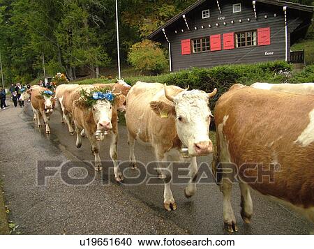 Stock Image -  Switzerland, Europe, Vaud, St. Cergues, La Desalpe, festival, cows with floral headdresses. Fotosearch