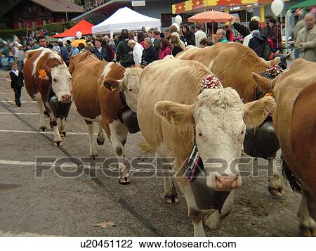 Stock Image -  Switzerland, Europe, Vaud, St. Cergues, La Desalpe, festival, cows in parade. Fotosearch