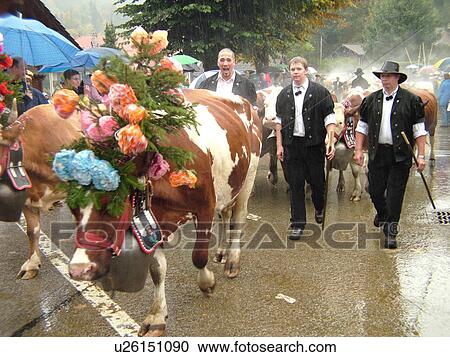 Stock Image -  Switzerland, Europe, Vaud, St. Cergues, La Desalpe, festival, cows with floral headdresses, farmers. Fotosearch
