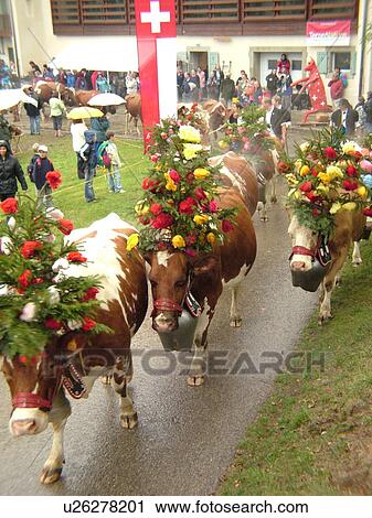 Stock Image -  Switzerland, Europe, Vaud, St. Cergues, La Desalpe, festival, cows with floral headdresses, farmers. Fotosearch