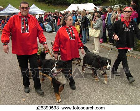 Stock Image -  Switzerland, Europe, Vaud, St. Cergues, La Desalpe, festival, Bernese Sheepdogs. Fotosearch