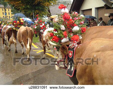 Switzerland, Europe, Vaud, St. Cergues, La Desalpe, festival, cows with floral headdresses, farmers View Large Photo Image Stock Image - Switzerland, Europe, Vaud, St. Cergues, La Desalpe, festival, cows with floral headdresses, farmers. Fotosearch