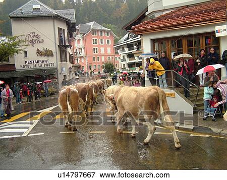 Stock Photo -  Switzerland, Europe, Vaud, St. Cergues, La Desalpe, festival, cows parading through town. Fotosearch