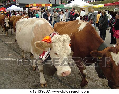 Stock Photo -  Switzerland, Europe, Vaud, St. Cergues, La Desalpe, festival, cows in parade. Fotosearch