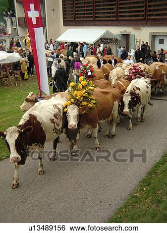 Switzerland, Europe, Vaud, St. Cergues, La Desalpe, festival, cows with floral headdresses, farmers View Large Photo Image Stock Photograph - Switzerland, Europe, Vaud, St. Cergues, La Desalpe, festival, cows with floral headdresses, farmers. Fotosearch