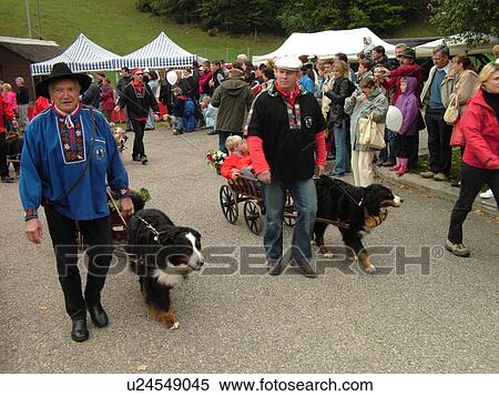 Switzerland, Europe, Vaud, St. Cergues, La Desalpe, festival, Bernese Sheepdogs View Large Photo Image Stock Photography - Switzerland, Europe, Vaud, St. Cergues, La Desalpe, festival, Bernese Sheepdogs. Fotosearch