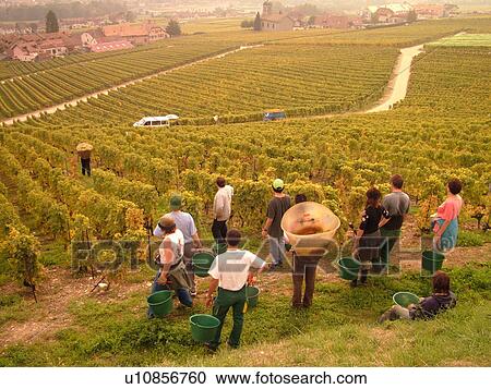 Stock Image -  Switzerland, Europe, Vaud, Mont-Sur-Rolle, La Cote, wine harvest, vineyards. Fotosearch