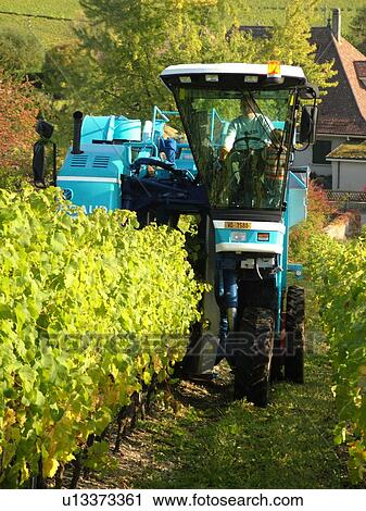 Stock Image -  Switzerland, Europe, Vaud, Mont-Sur-Rolle, La Cote, wine harvest, vineyards, grape collection machine. Fotosearch