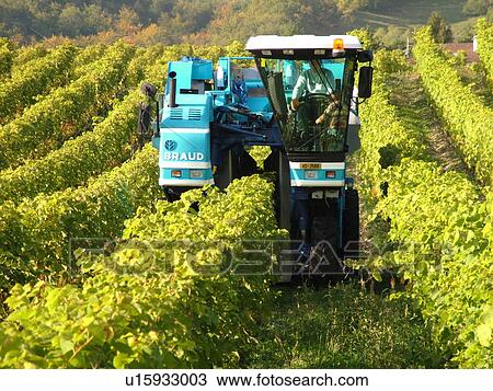 Switzerland, Europe, Vaud, Mont-Sur-Rolle, La Cote, wine harvest, vineyards, grape collection machine View Large Photo Image Stock Image - Switzerland, Europe, Vaud, Mont-Sur-Rolle, La Cote, wine harvest, vineyards, grape collection machine. Fotosearch