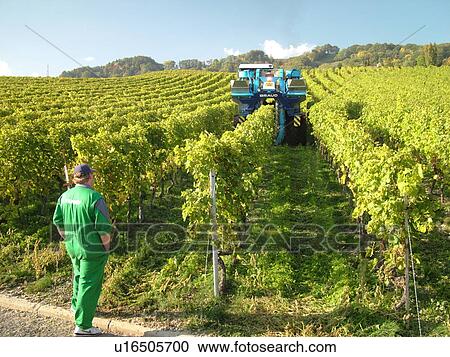 Switzerland, Europe, Vaud, Mont-Sur-Rolle, La Cote, wine harvest, vineyards, grape collection machine View Large Photo Image Stock Image - Switzerland, Europe, Vaud, Mont-Sur-Rolle, La Cote, wine harvest, vineyards, grape collection machine. Fotosearch