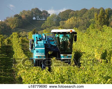 Stock Image -  Switzerland, Europe, Vaud, Mont-Sur-Rolle, La Cote, wine harvest, vineyards, grape collection machine. Fotosearch