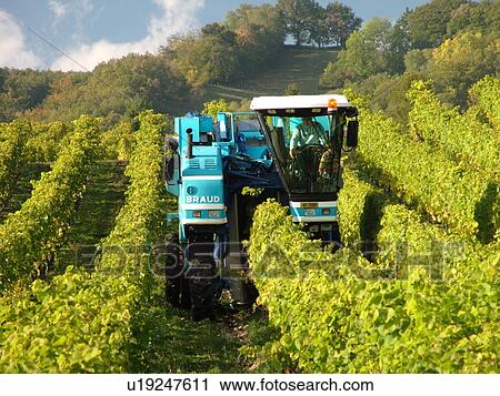 Switzerland, Europe, Vaud, Mont-Sur-Rolle, La Cote, wine harvest, vineyards, grape collection machine View Large Photo Image Stock Image - Switzerland, Europe, Vaud, Mont-Sur-Rolle, La Cote, wine harvest, vineyards, grape collection machine. Fotosearch